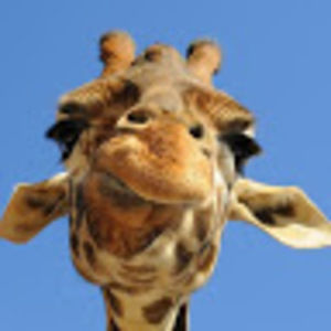 Meet your Posher, Jacqueline